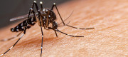 Dengue